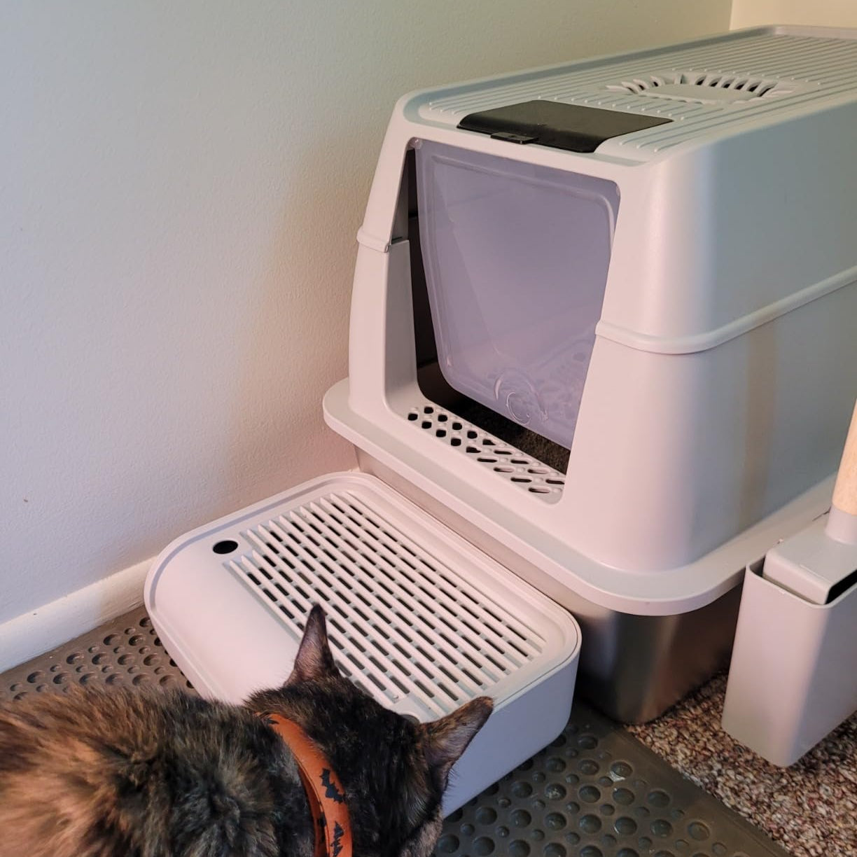 Cat interacting with a pet carrier on a textured floor.