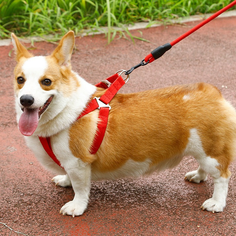 Heavy-Duty Nylon Rope Dog Leash with Padded Handle & Secure Steel Buckle