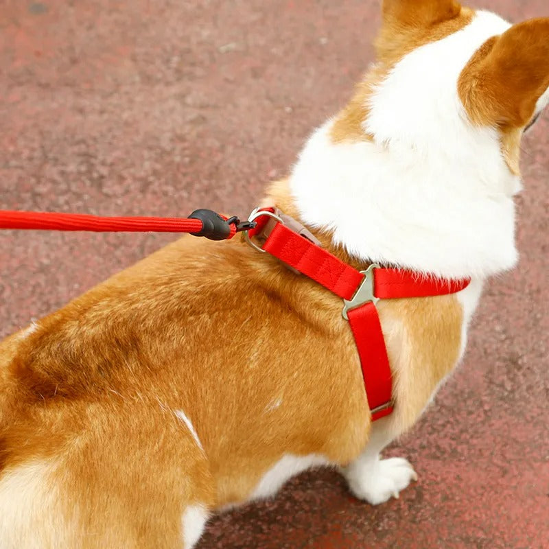 Heavy-Duty Nylon Rope Dog Leash with Padded Handle & Secure Steel Buckle
