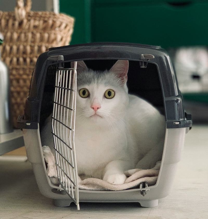 Cat Carriers