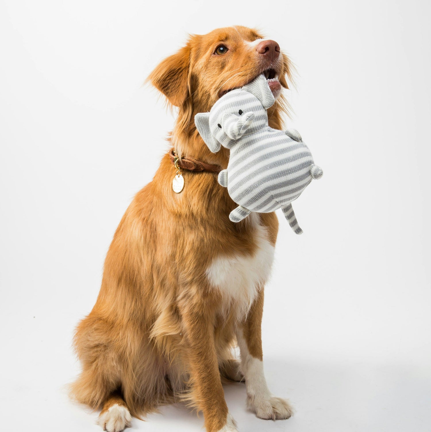 Dog Toys