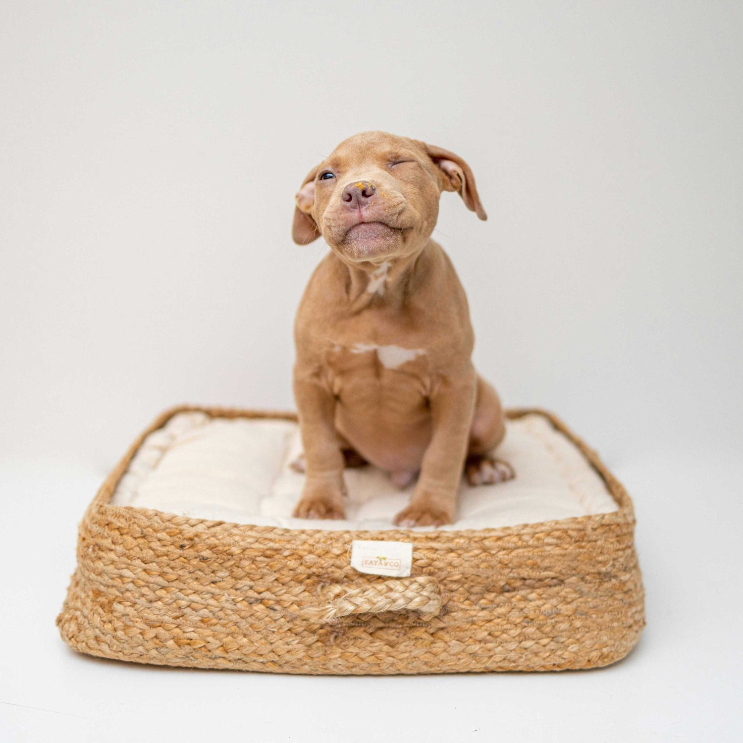 Dog Beds