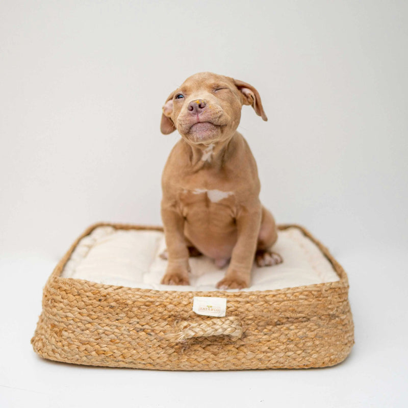 Dog-Beds Medivet store