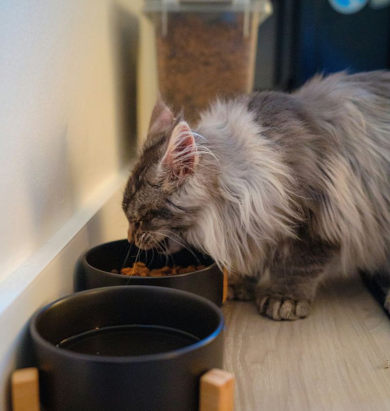 Cat Bowls & Feeders