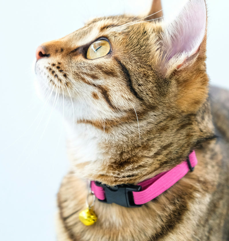 Cat Collars , Leashes & Harnesses