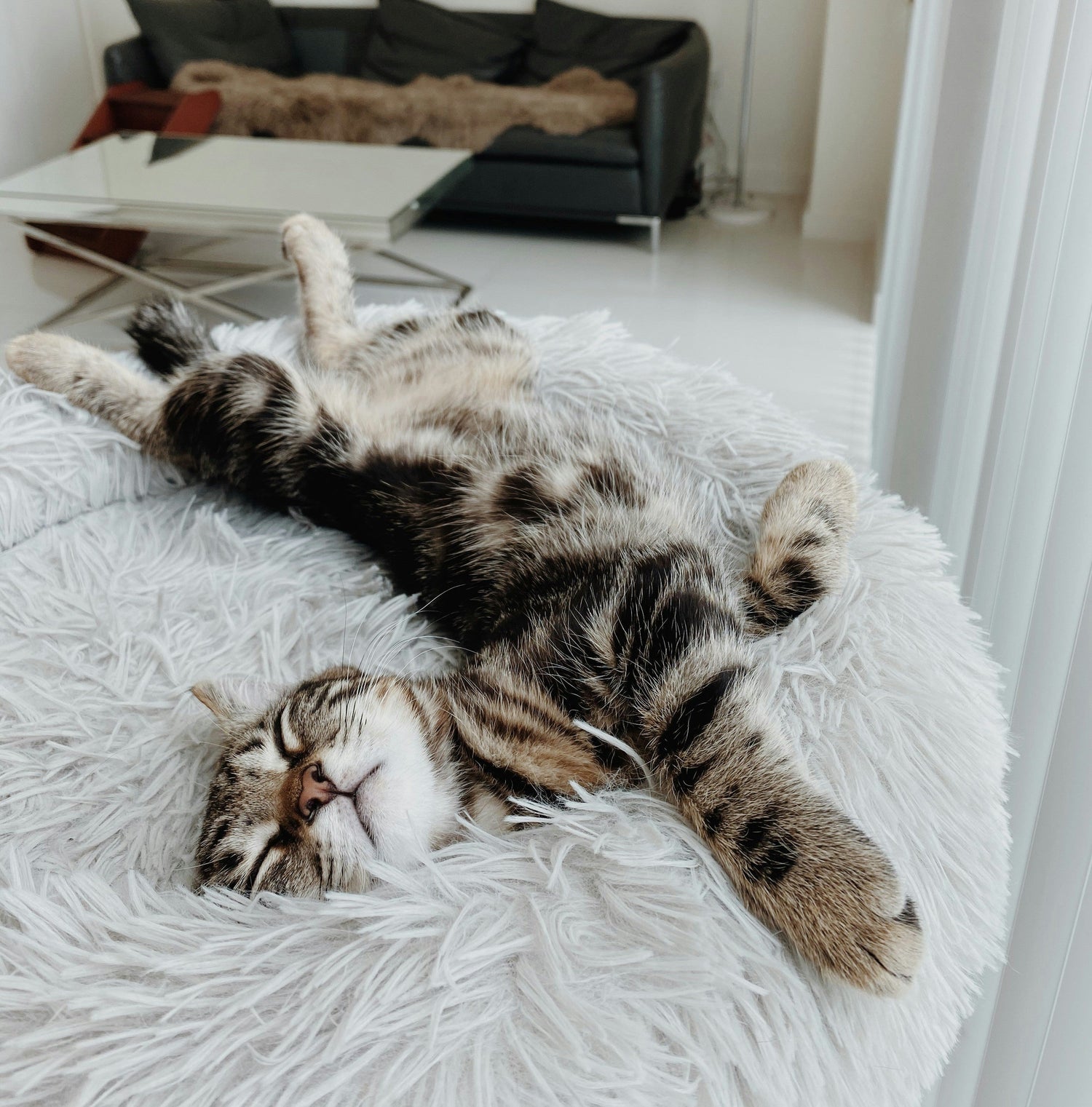 Cat Beds & Houses