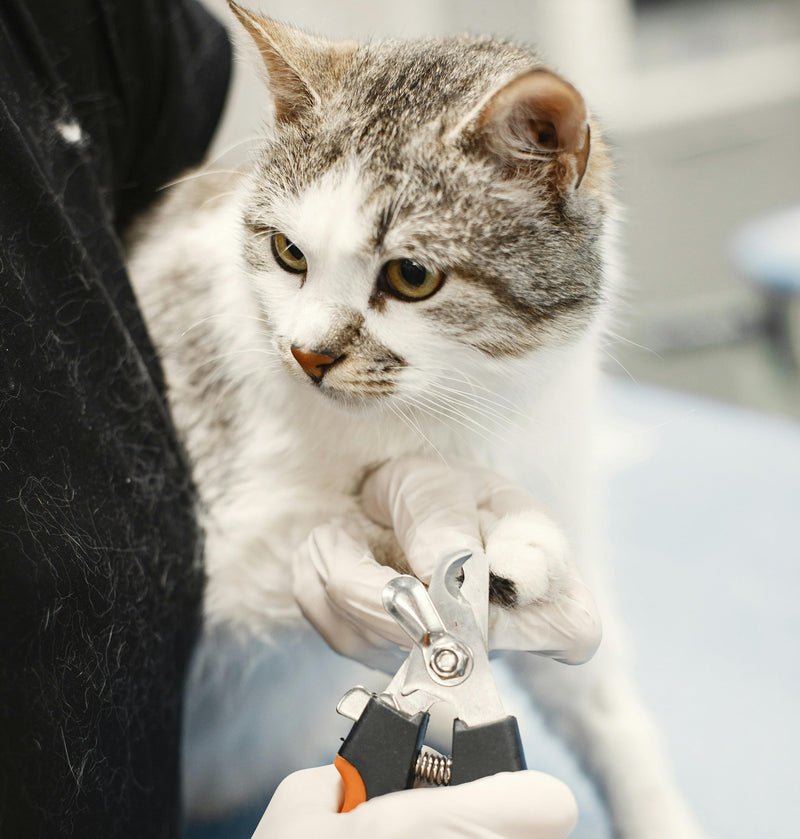 Cat Grooming Essentials