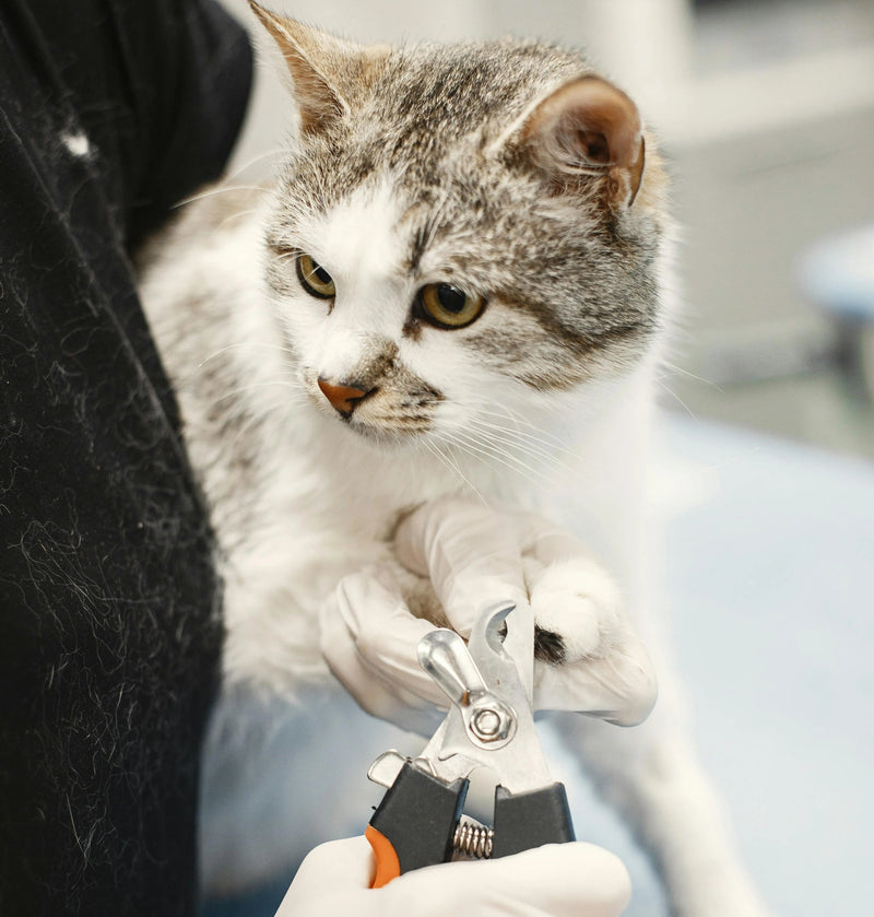 Cat-Grooming-Essentials Medivet store