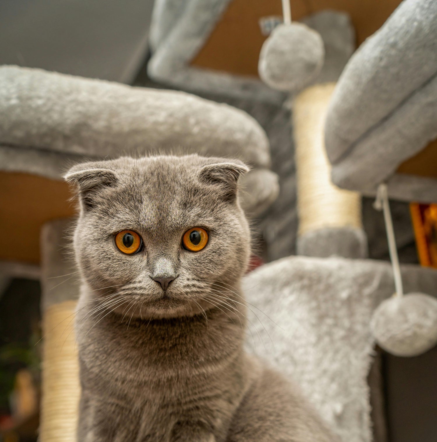 Cat Scratchers