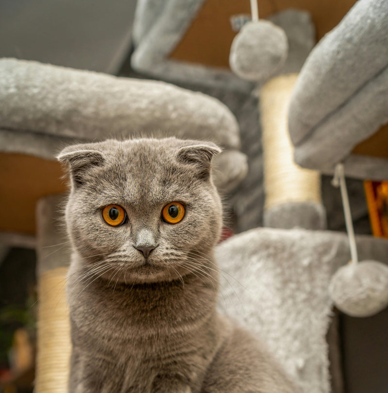 Cat Scratchers & Trees