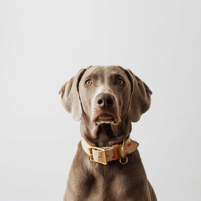 Dog Collars , Leashes & Harnesses