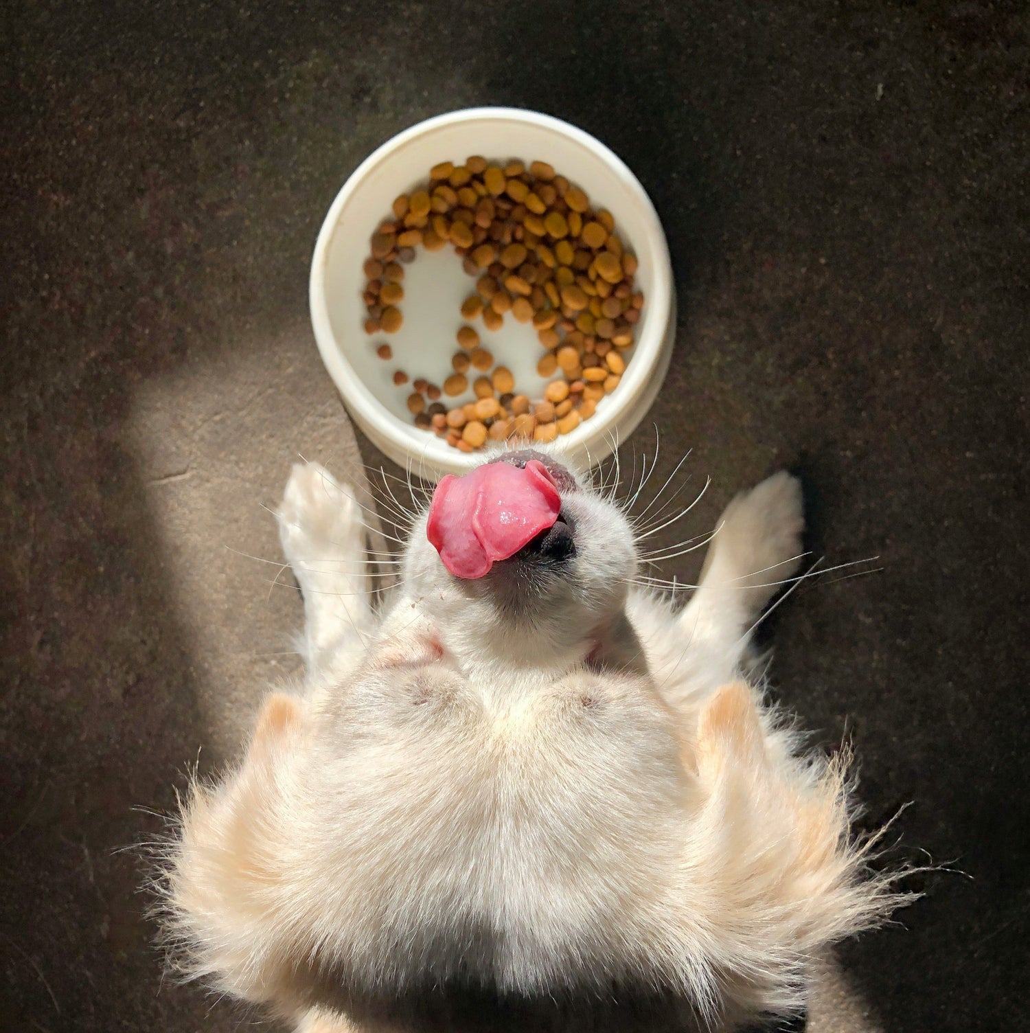 Dog Bowls & Feeders
