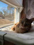 Load image into Gallery viewer, MEWOOFUN Window Sill Perch for Indoor Cats hammock

