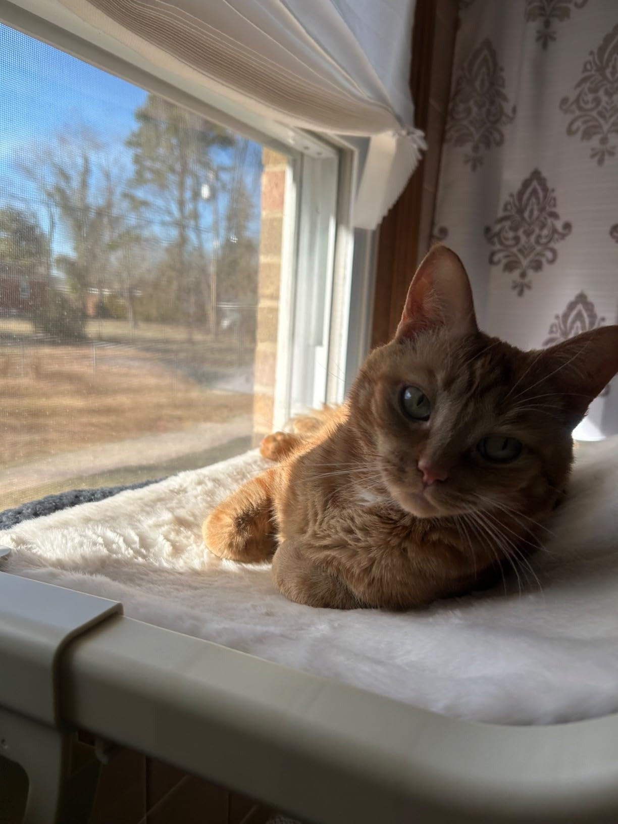 MEWOOFUN Window Sill Perch for Indoor Cats hammock