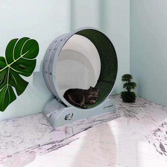 Cat Wheel Treadmill
