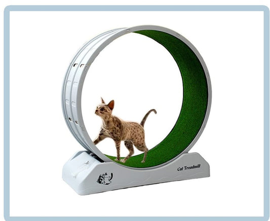 Cat Wheel Treadmill