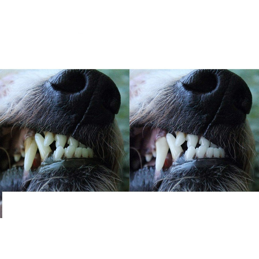 Pet Toothbrush Kit – Double-Head & Finger Brushes for Dogs & Cats | Dental Care & Oral Hygiene