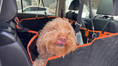 Load image into Gallery viewer, Waterproof Dog Car Seat Cover for Back Seat

